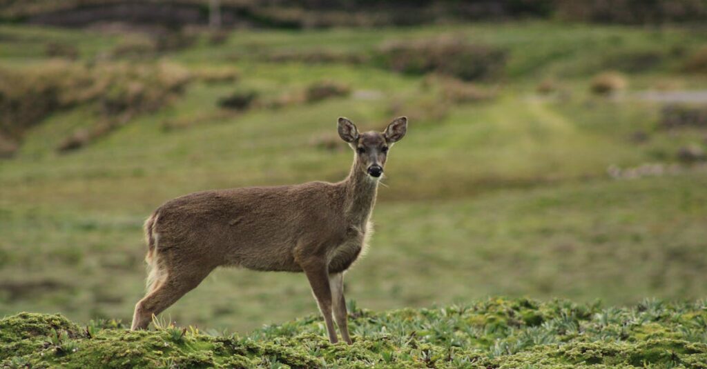 Captivating view of a deer in the lush green fields of Ecuador, showcasing natural beauty.