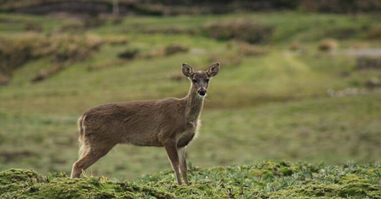 Captivating view of a deer in the lush green fields of Ecuador, showcasing natural beauty.