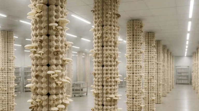 Prikaz vertikalnih stubova napravljenih od recikliranih kartonskih kutija za jaja za uzgoj pečuraka