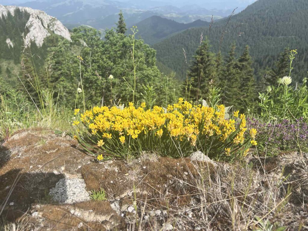 Žuto divlje cveće na planinskoj padini okruženoj šumom i stenama, u sunčanom alpskom pejzažu.