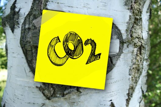co2, carbon dioxide, nature, carbon, oxygen, tree, bark, birch, memo, note