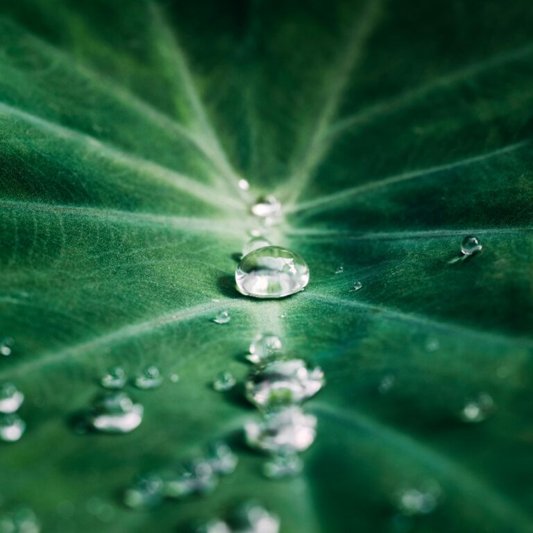 Close-up of water droplets on a lush green leaf in macro detail.