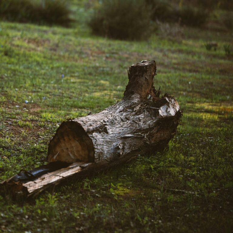 A fallen tree log lies in a lush green forest clearing, capturing natural decay and growth.
