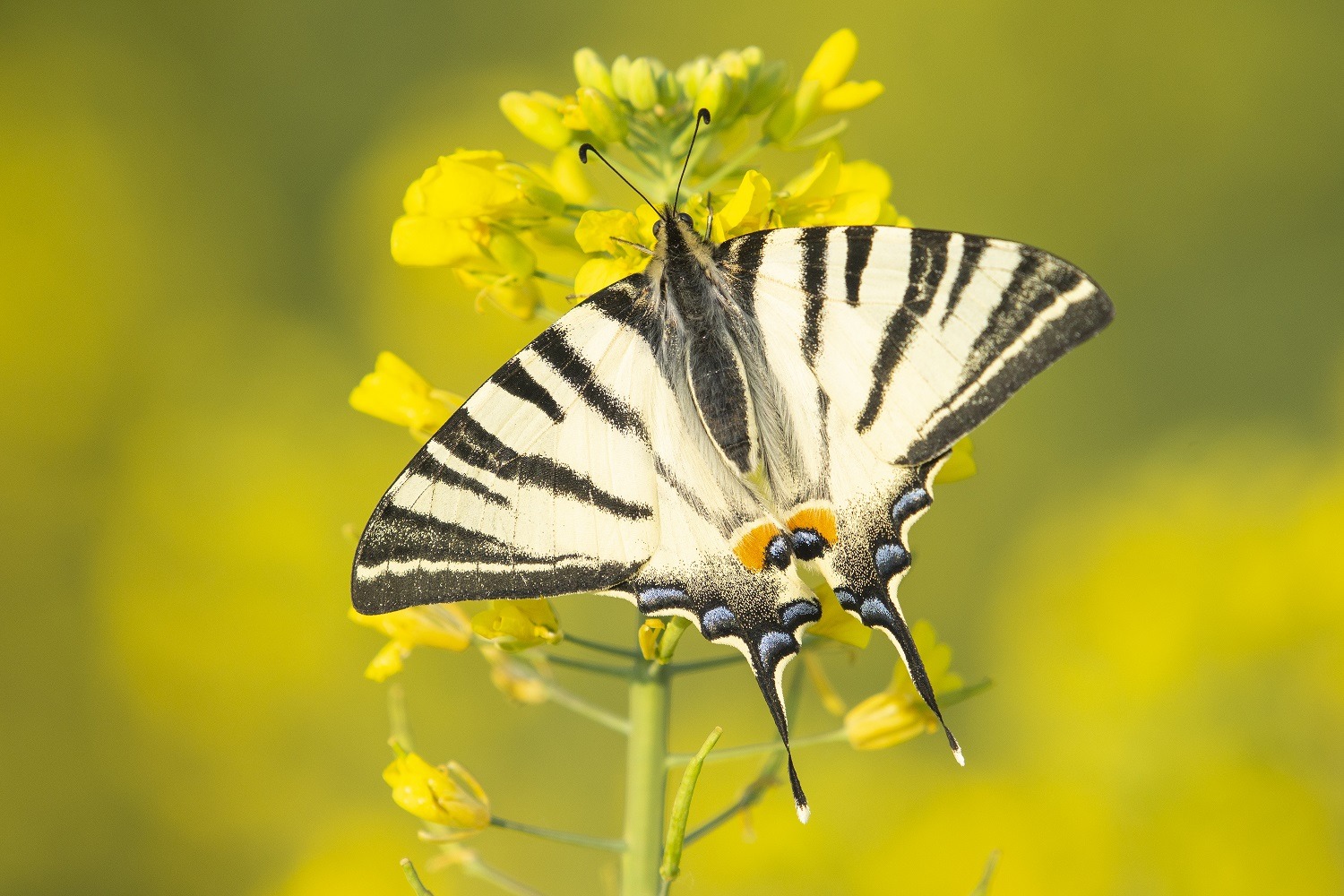 Leptir sa crno belim krilima i narandžastim tačkama sedi na žutom cvetu; simbol oprašivača i biodiverziteta