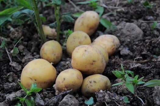 potatoes, potato pictures, potatoes field, field, nature, garden, official potato