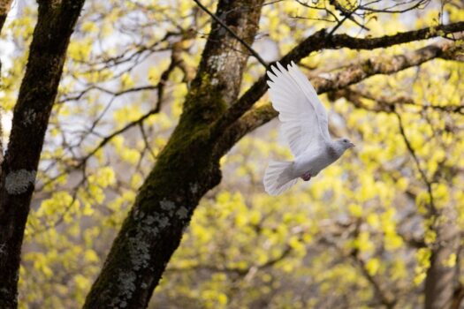 bird, dove, peace, animal, flying, freedom, wings, wildlife, nature, flight, dove, dove, dove, dove, dove, peace, peace, peace, peace