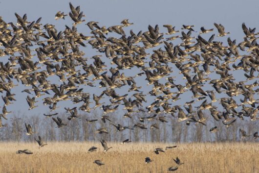 Velika jata ptica u letu iznad zlatnog polja sa drvećem u pozadini; simbol migracije i očuvanja staništa