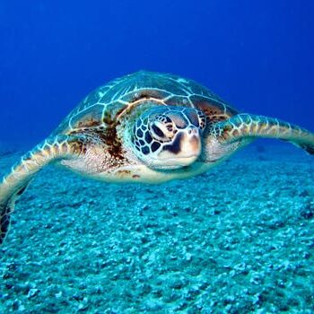 Close-up of a sea turtle gracefully swimming underwater, showcasing marine life in its natural habitat.