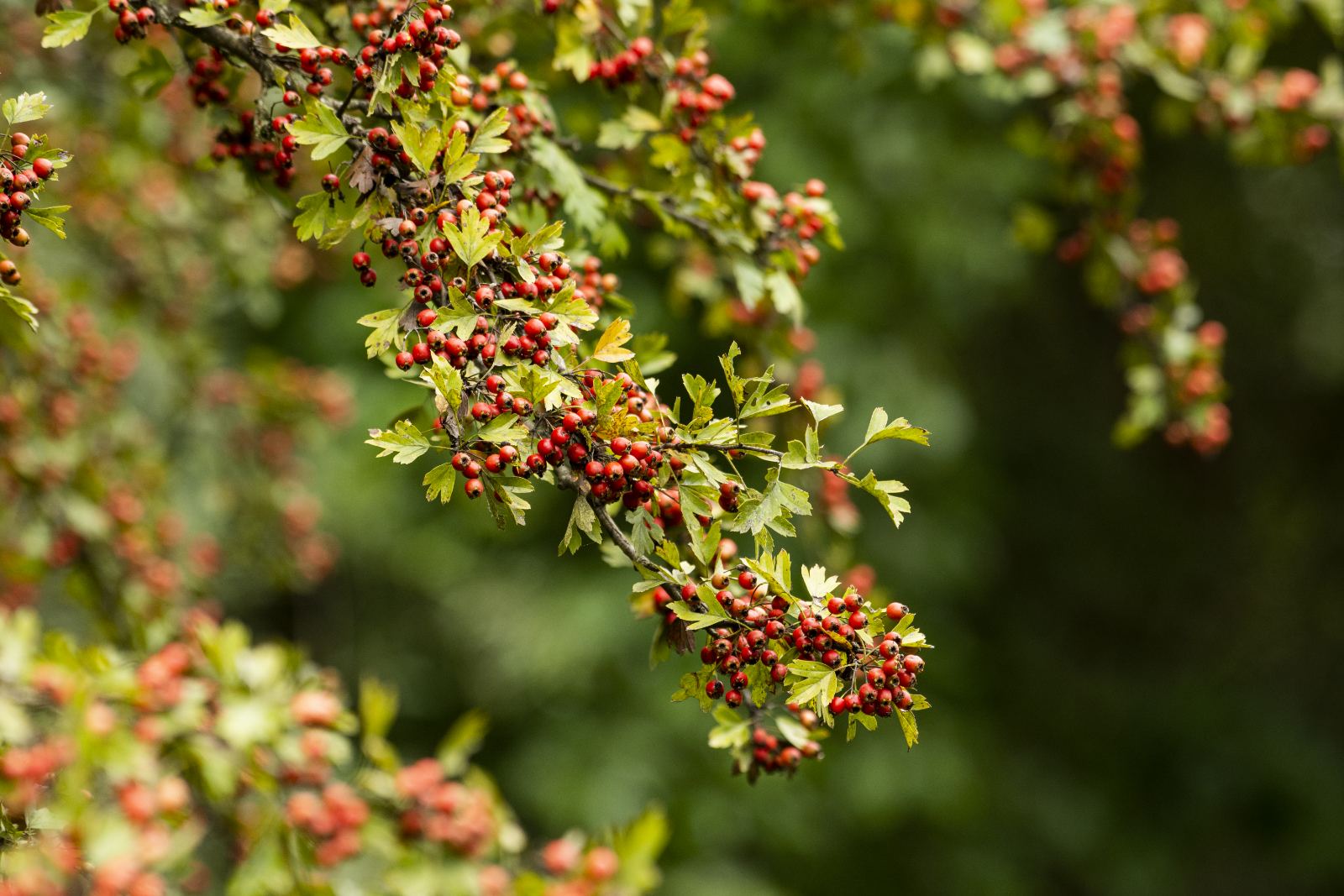 Grana gloga sa skupinama crvenih bobica i zelenim listovima; simbol divljih plodova i sezonske prirode