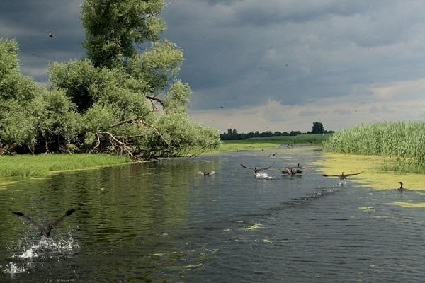 Močvara sa travama, drvećem i pticama na vodi; prirodno stanište i biodiverzitet. Bačko Podunavlje