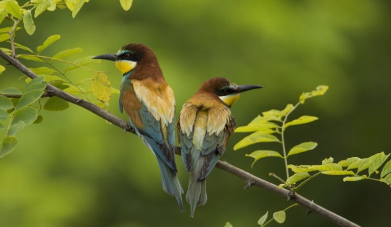 Dve šarene ptičice na ozelenjenoj grani, okrenute glavama jedna od druge po vedrom danu