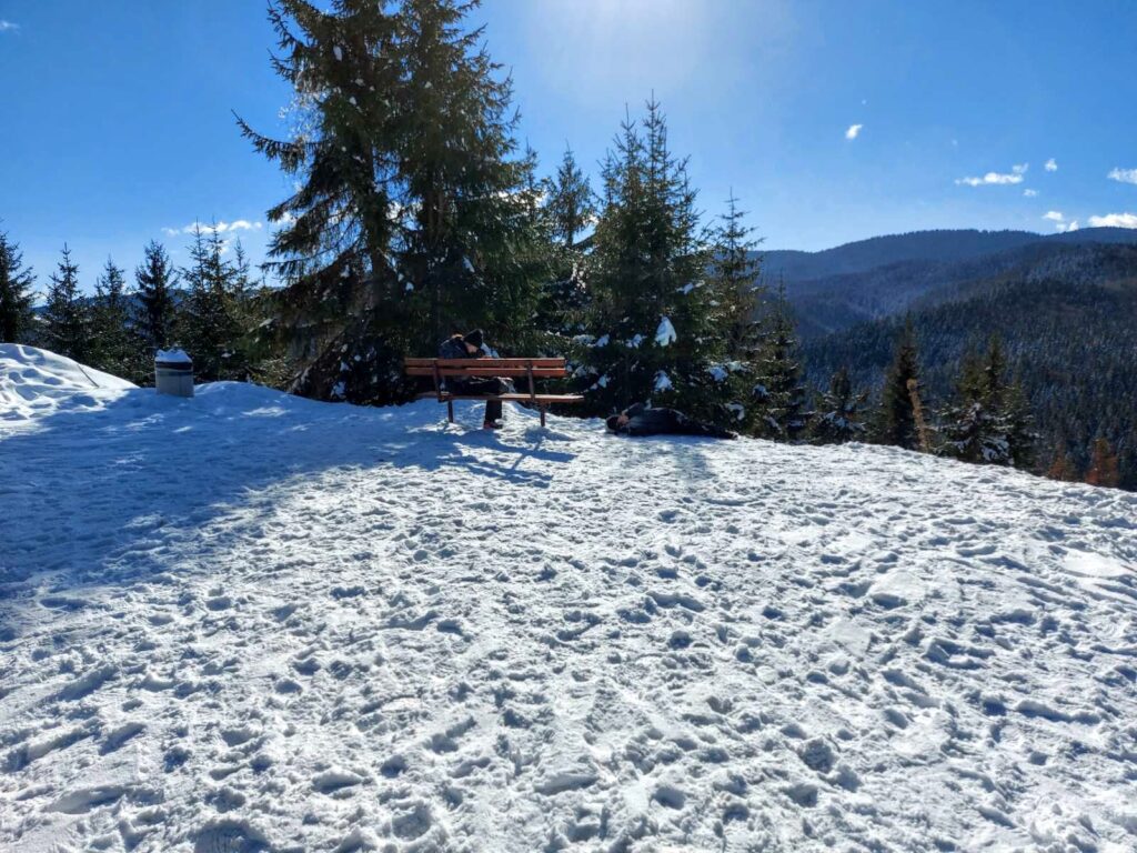 sunčani dan na planini, pogled sa klupe okruženu jelama