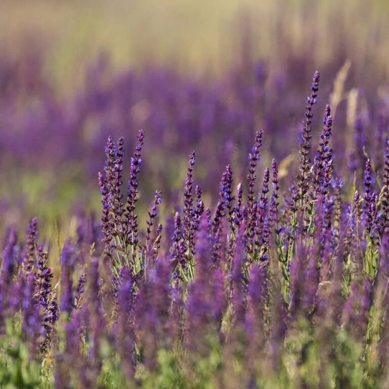 lavanda