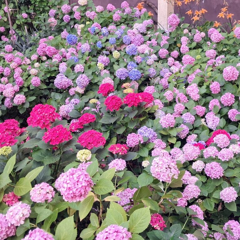 roze, ružičasti i plavi cvetovi hortenzija u bašti